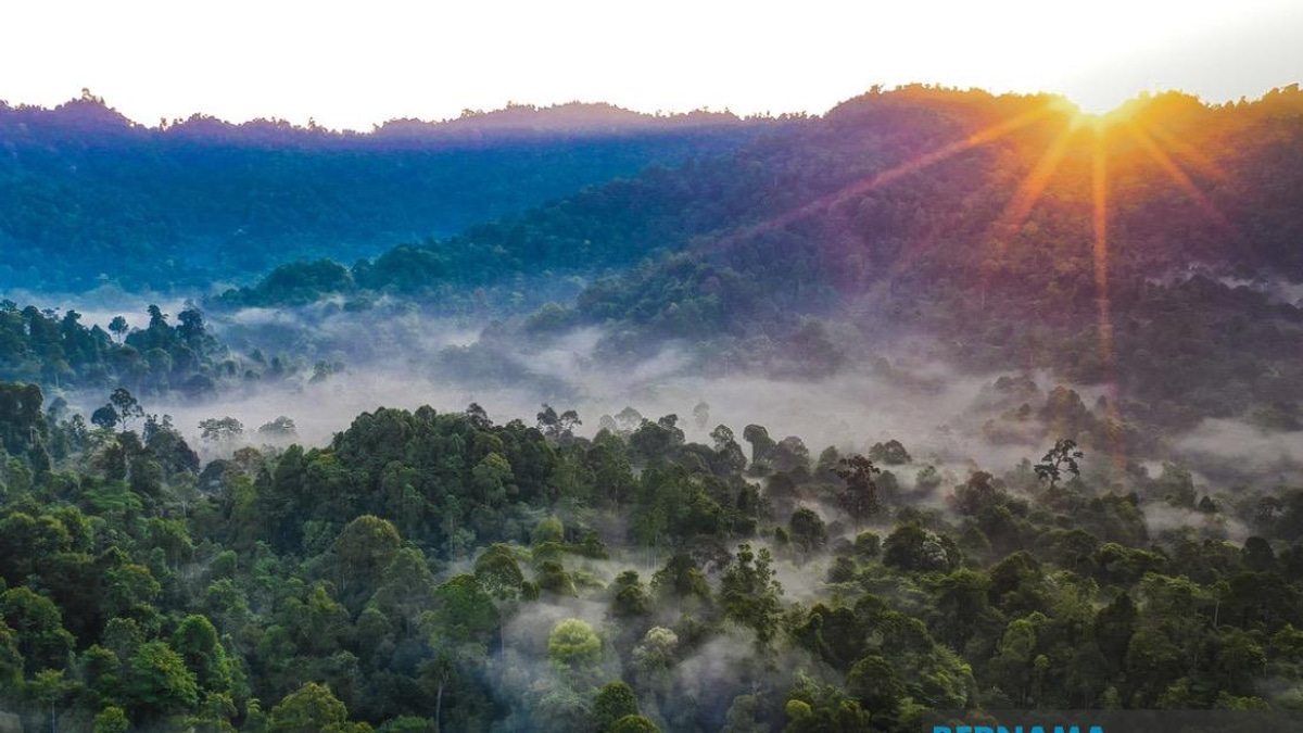 Kelantan Pledges Replacement Forest Reserves for All Degazetted Areas