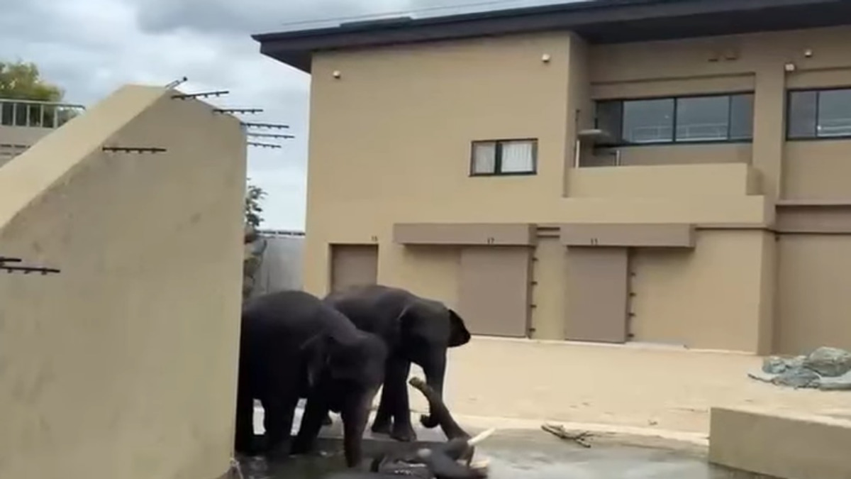 Malaysian Elephants At Tennoji Zoo In Japan Show Continued Health Gains