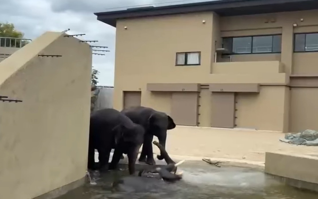 Malaysian Elephants At Tennoji Zoo In Japan Show Continued Health Gains
