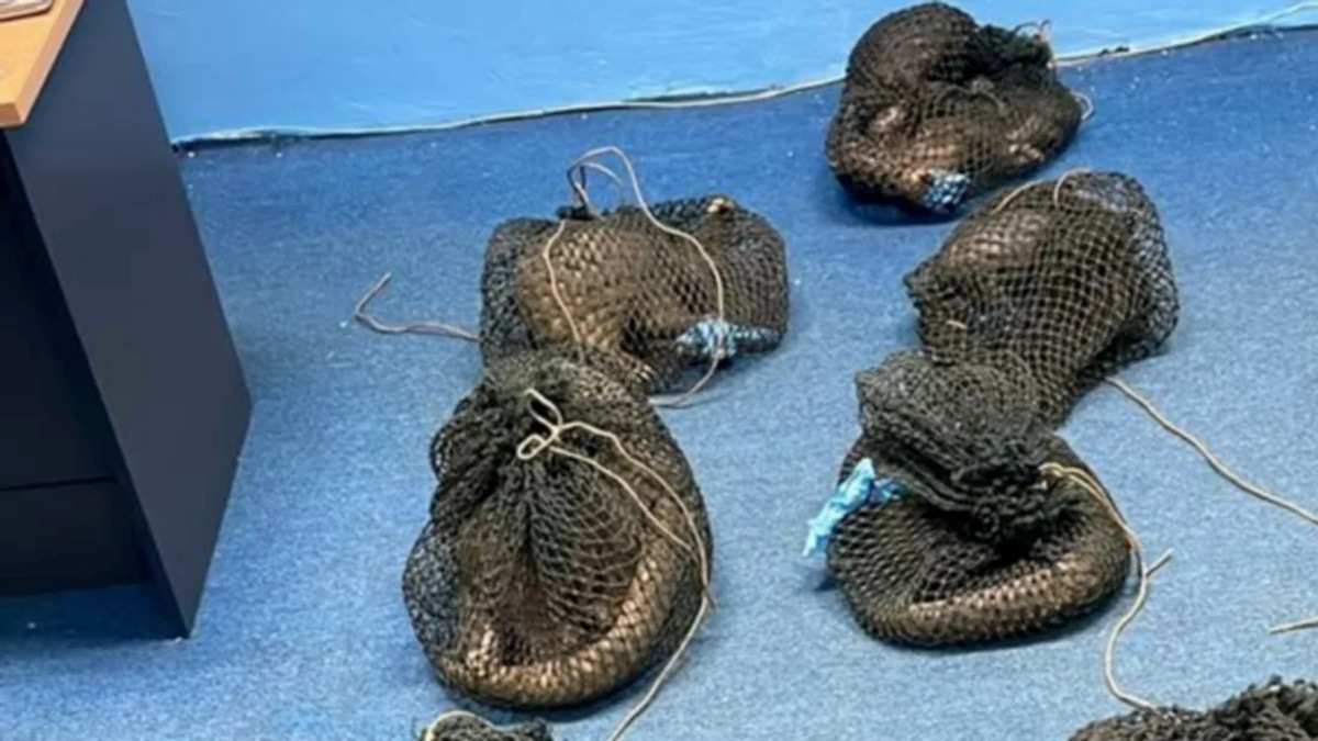 Filipino Man Nabbed With 10 Live Pangolins and Elephant Tusk in Sabah Wildlife Bust