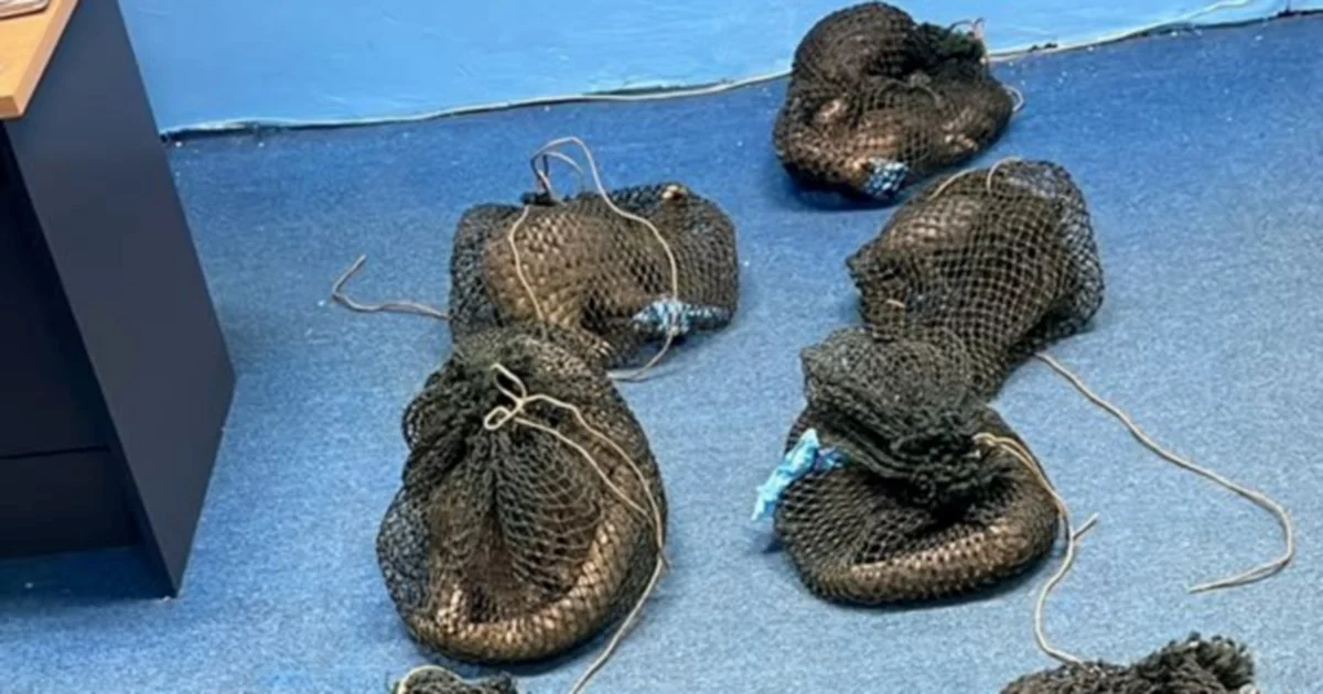 Filipino Man Nabbed With 10 Live Pangolins and Elephant Tusk in Sabah Wildlife Bust