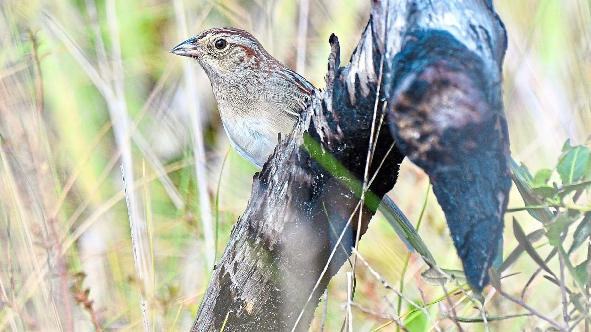 How Environmental Sound Quality Shapes Bird Communication in Changing Habitats