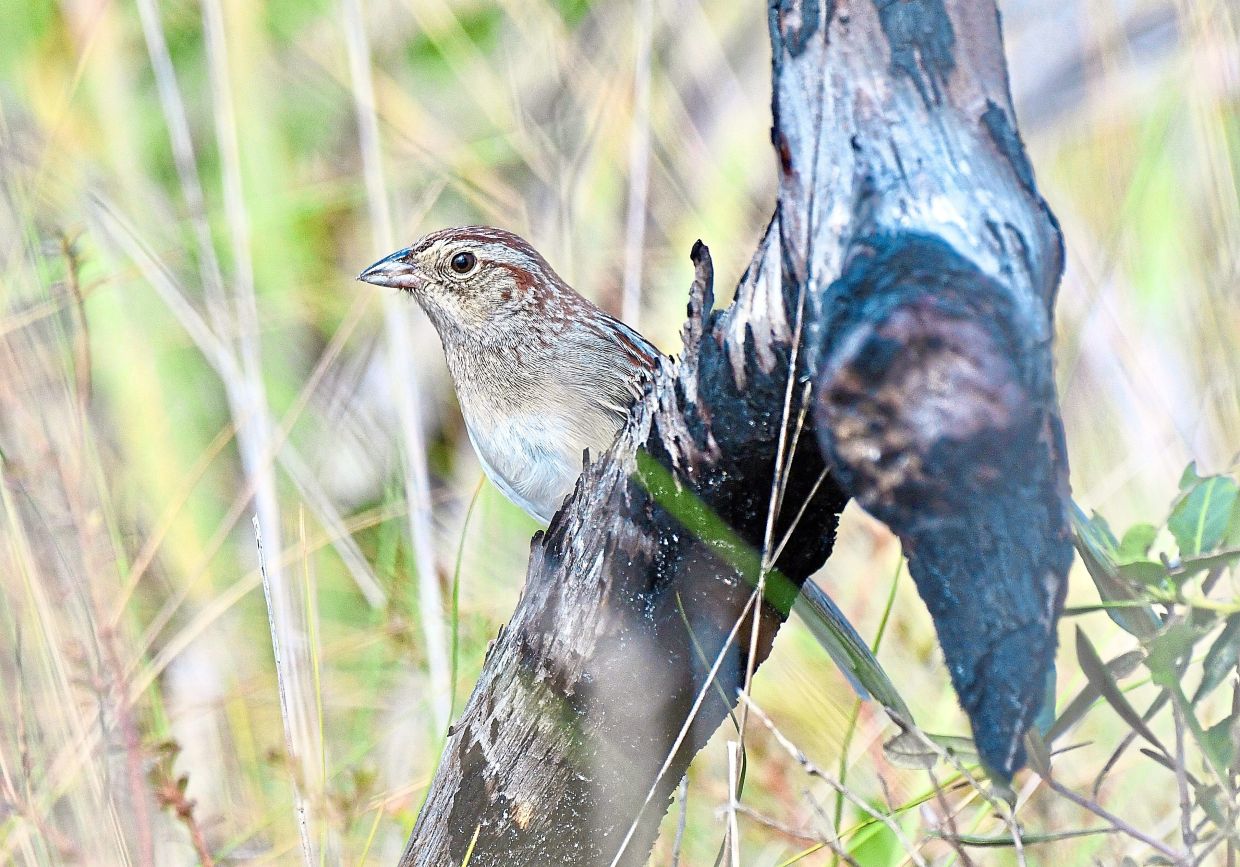 How Environmental Sound Quality Shapes Bird Communication in Changing Habitats