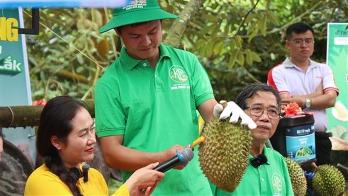 Vietnam's Durian Export Machine Faces Growing Pains as Certification Fraud Emerges