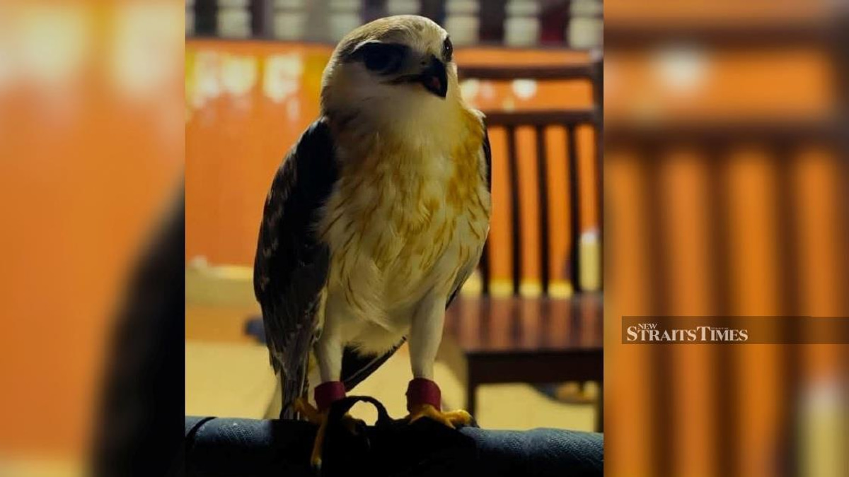 Police Crack Down on Illegal Bird Smuggling, Arrest Man with RM100,000 Black-winged Kite in Kapar