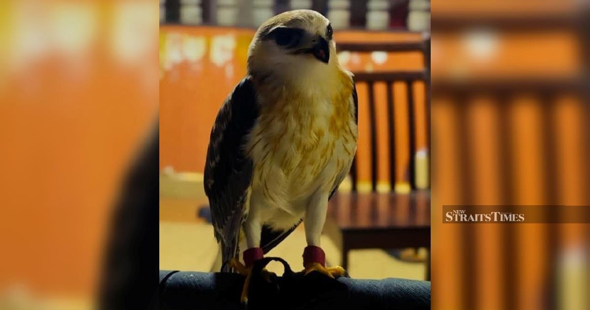 Police Crack Down on Illegal Bird Smuggling, Arrest Man with RM100,000 Black-winged Kite in Kapar