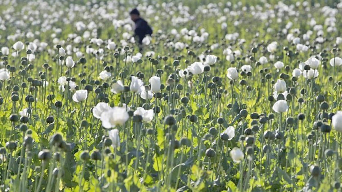 Myanmar Police Seize 17.6kg of Heroin and One Million Stimulant Tablets in Major Drug Bust