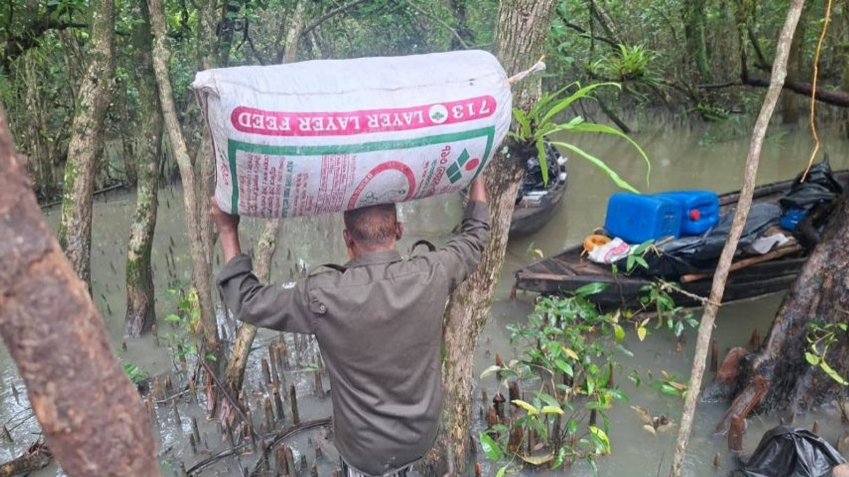 Bangladesh Forest Raid Dismantles Poison-Based Shrimp Operation in Sundarbans Wetlands