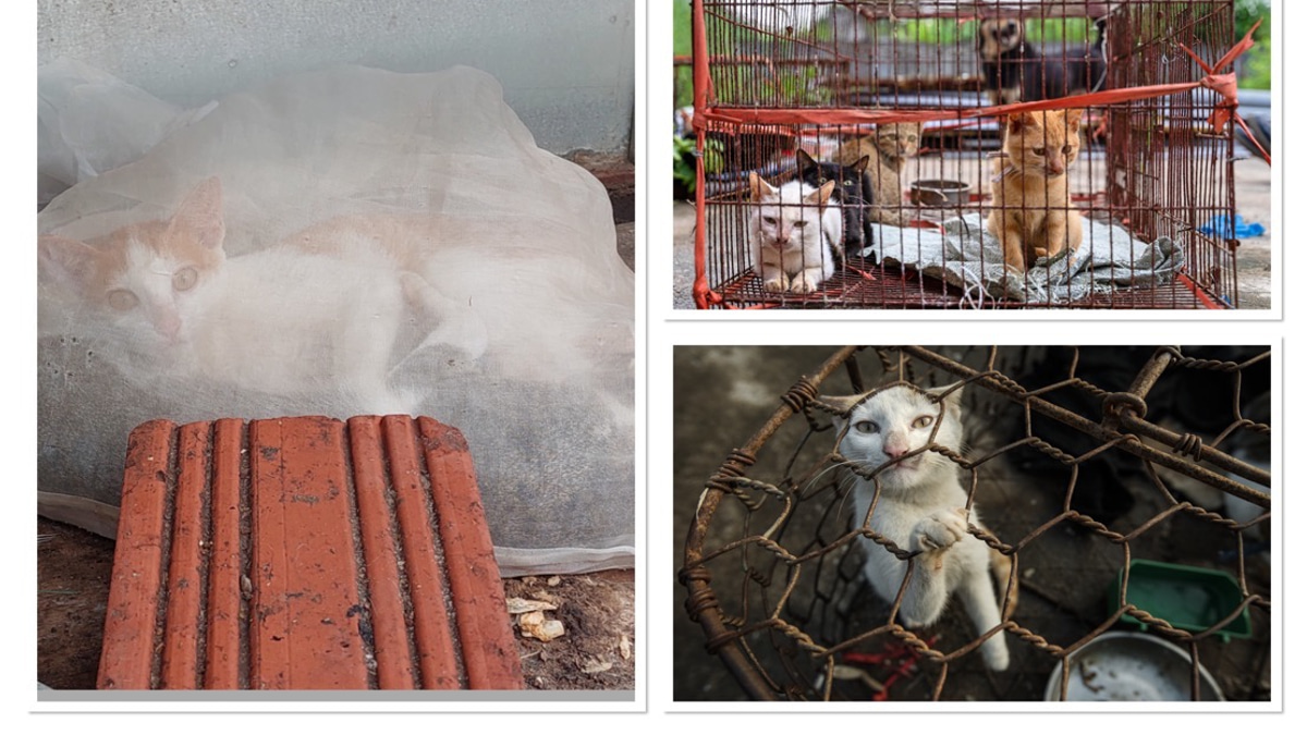 Myth-Driven Cat Slaughter Persists Across Indochina Despite Public Opposition