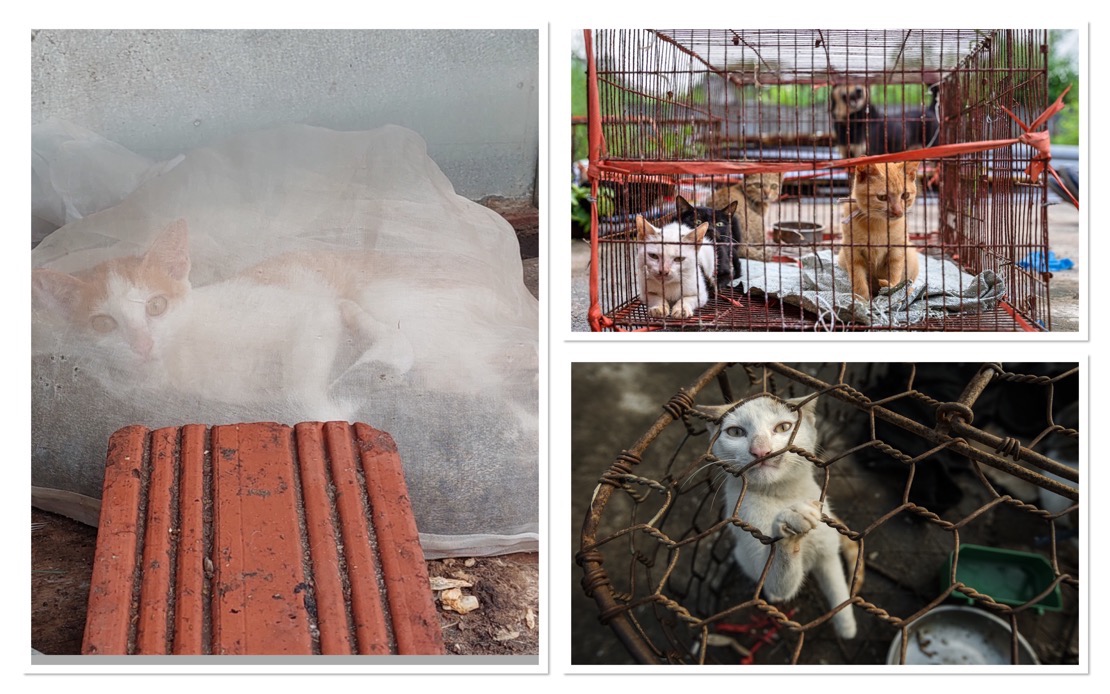 Myth-Driven Cat Slaughter Persists Across Indochina Despite Public Opposition