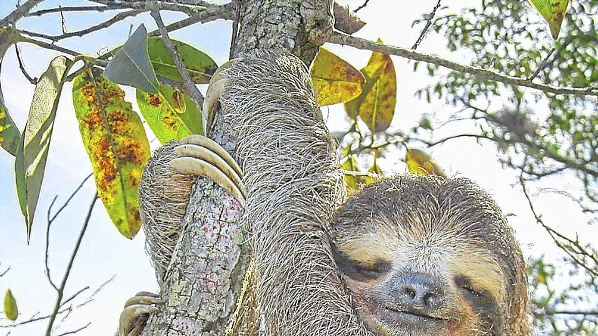 Sloth Genetics May Unlock Secrets of Human Ageing and Disease