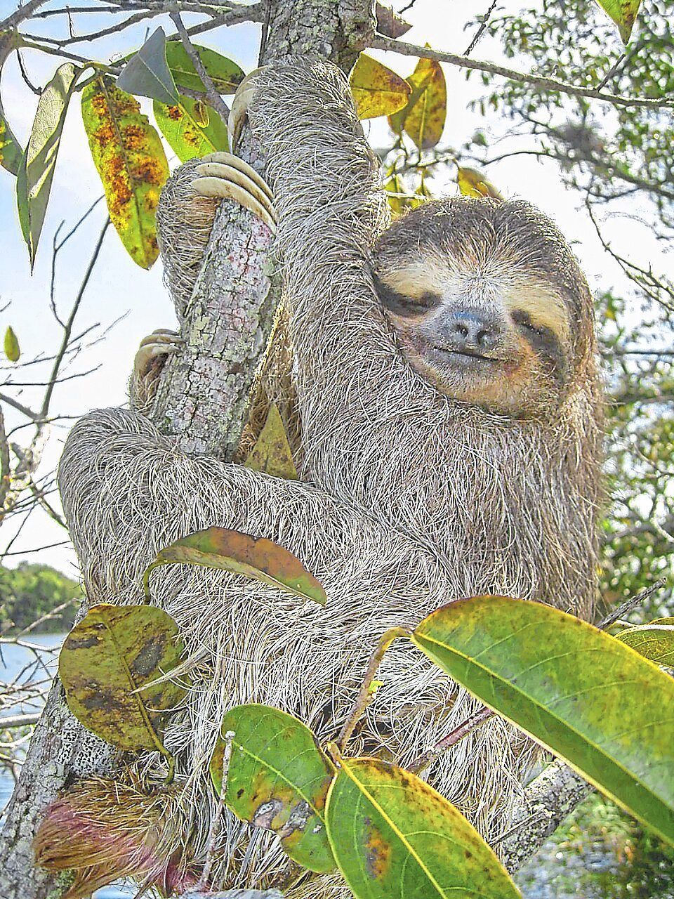 Sloth Genetics May Unlock Secrets of Human Ageing and Disease