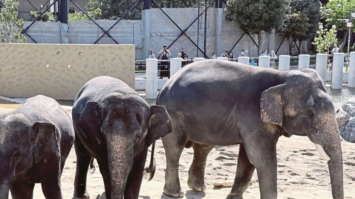 Anti-Corruption Body Launches Probe Into Zoo Taiping Elephant Transfer to Japan