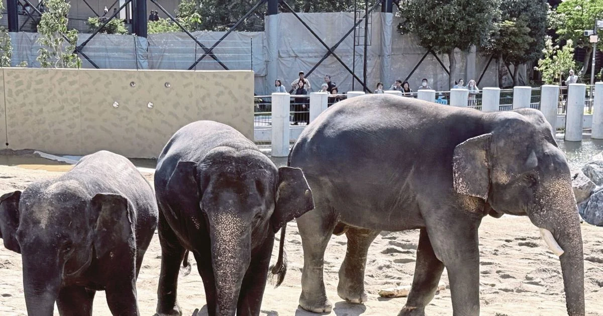Anti-Corruption Body Launches Probe Into Zoo Taiping Elephant Transfer to Japan