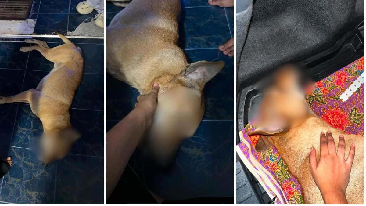Police Investigate Death of Dog During Stray Capture in Port Klang