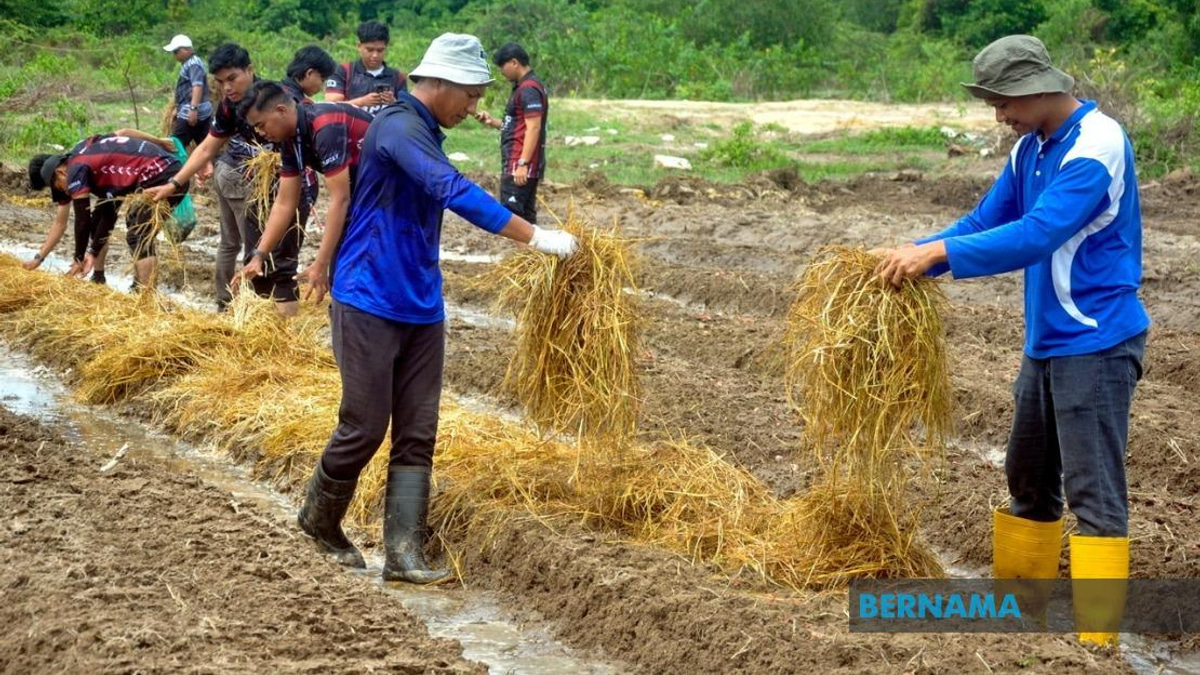 Malaysia's Agricultural TVET Employment Rate Climbs to 76%, Yet Lags Far Behind National Average