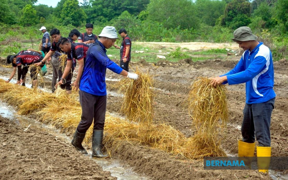 Malaysia's Agricultural TVET Employment Rate Climbs to 76%, Yet Lags Far Behind National Average