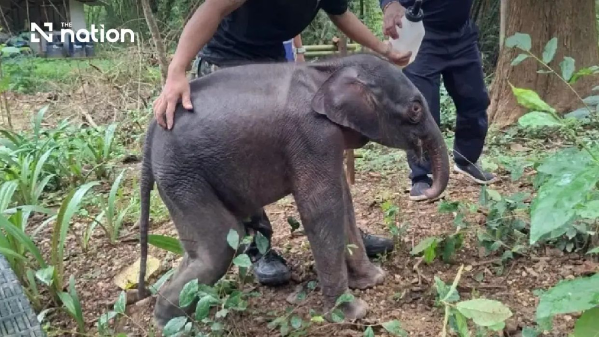 Critical rescue operation underway for abandoned elephant calf in Thai national park