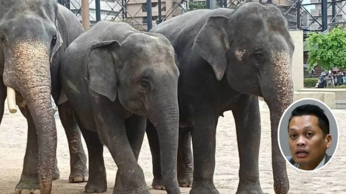Nik Nazmi Denies Involvement in RM53 Million Alleged Elephant Transfer Scheme