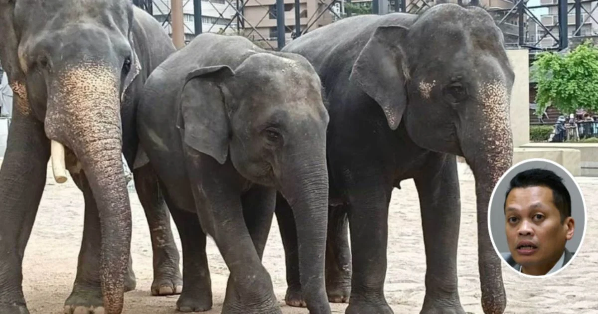 Nik Nazmi Denies Involvement in RM53 Million Alleged Elephant Transfer Scheme