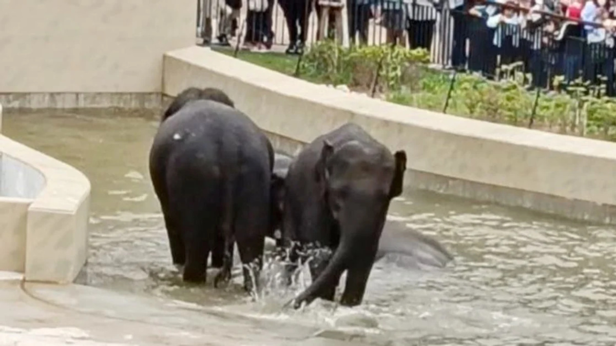 MACC's Taiping Elephant Transfer Inquiry Confined to Document Review