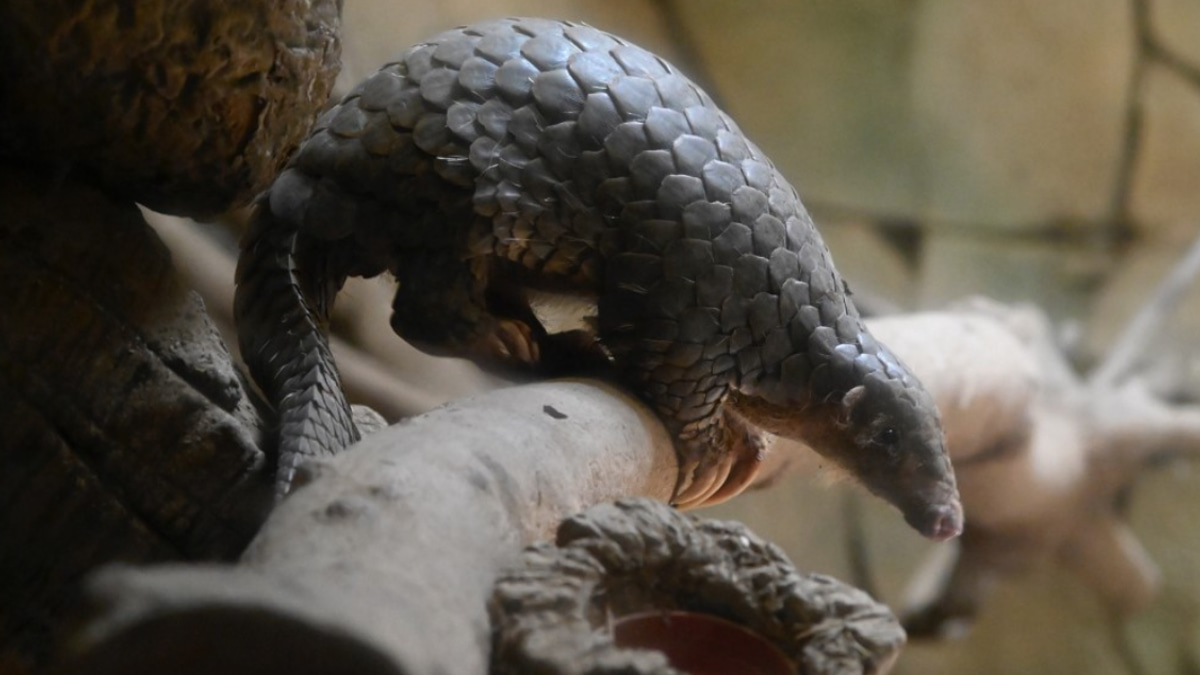 Indonesia Arrests Suspected Pangolin Trafficker in Crackdown on International Wildlife Network