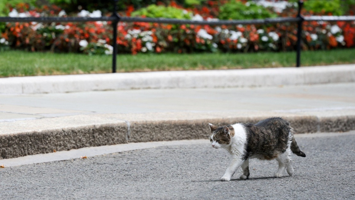 Larry the Cat: 10 Downing Street's Enduring Feline Through Six Prime Ministers