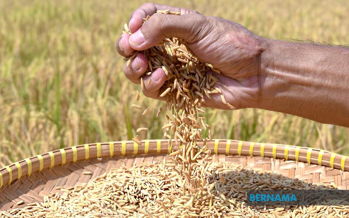 Indonesia Pursues Rice Export Agreements With Malaysia and Singapore