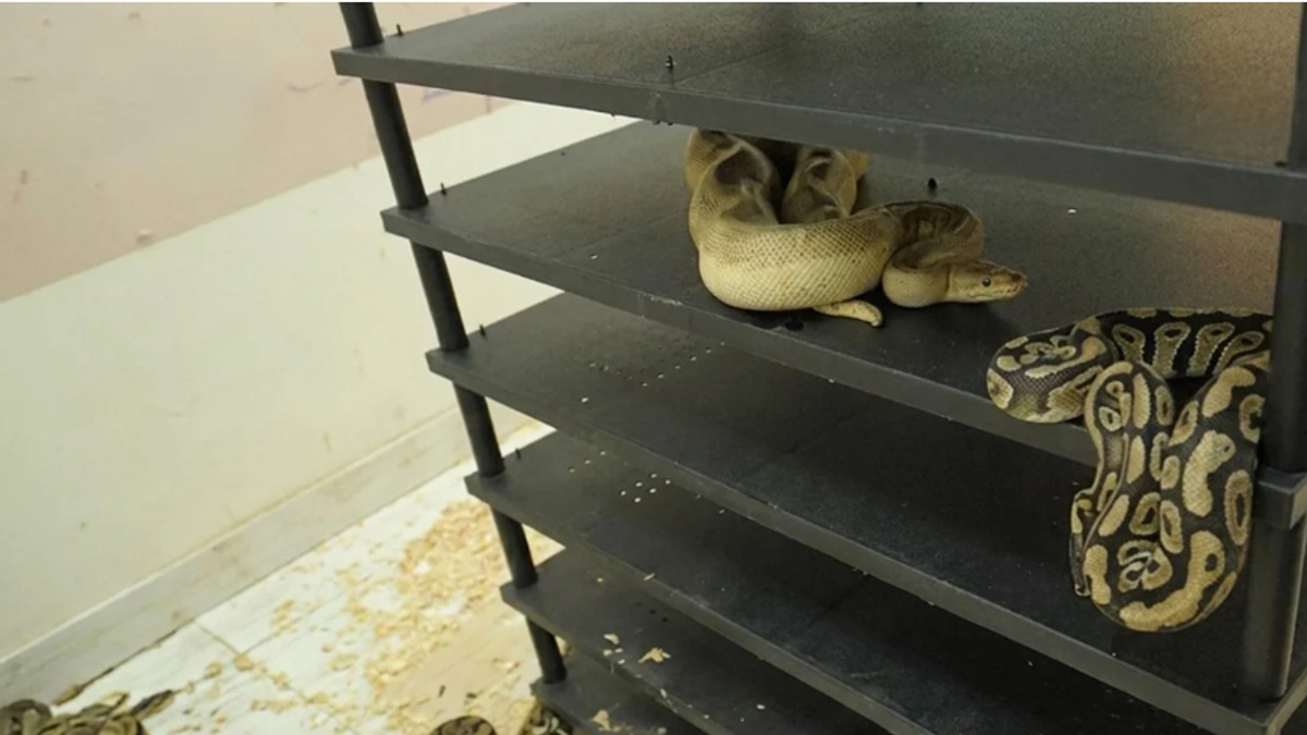 Chinese Man Sentenced to Prison After Massive Home Python Breeding Operation Exposed by Electricity Bill