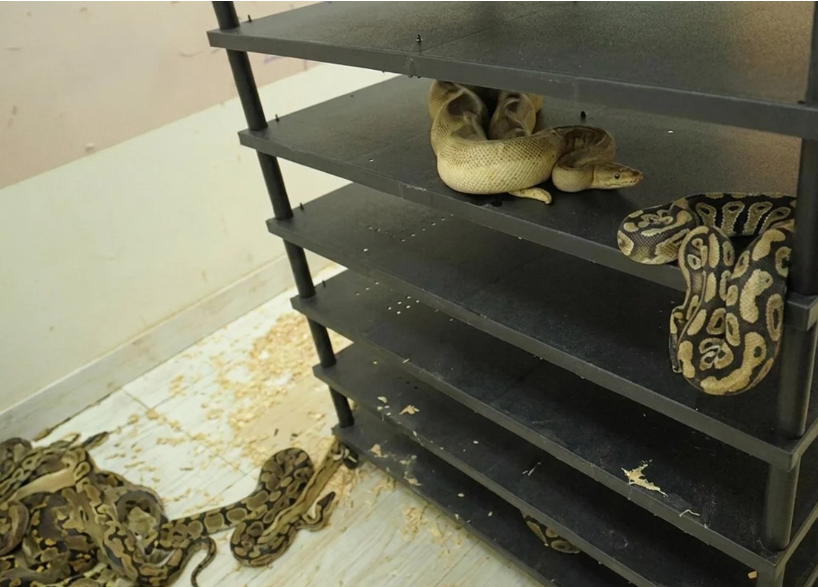 Chinese Man Sentenced to Prison After Massive Home Python Breeding Operation Exposed by Electricity Bill