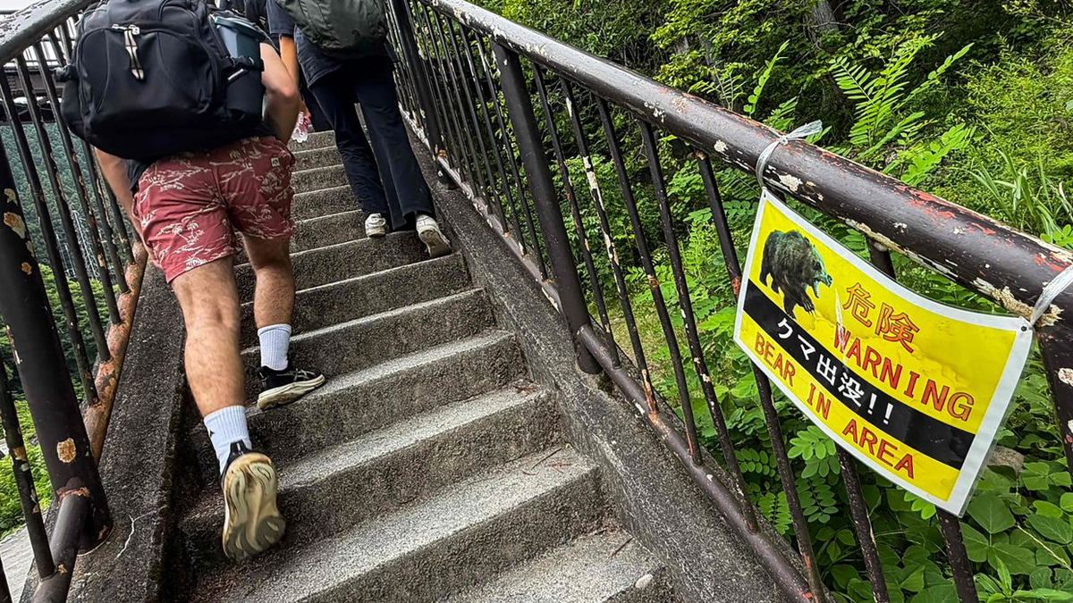 Japan deploys hundreds of mountain cameras to track surging bear attacks