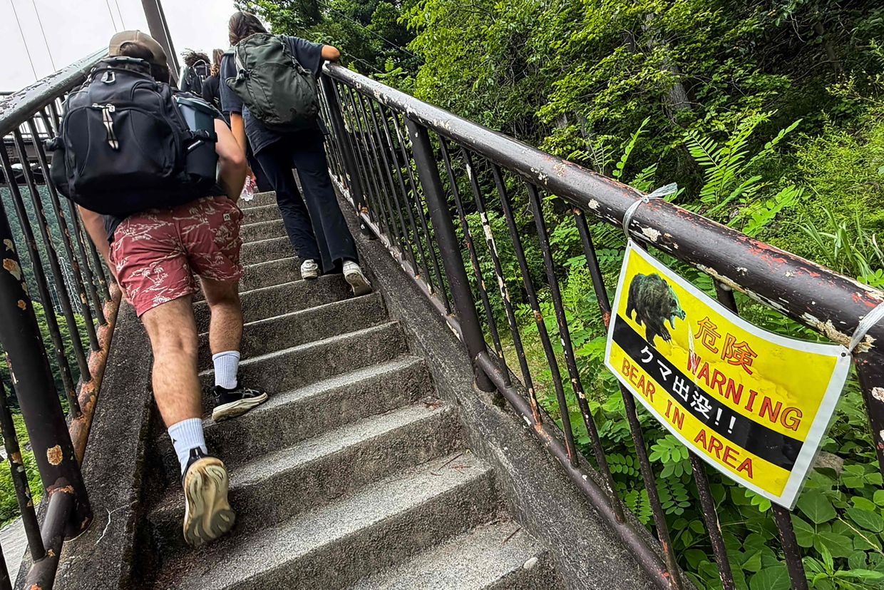 Japan deploys hundreds of mountain cameras to track surging bear attacks
