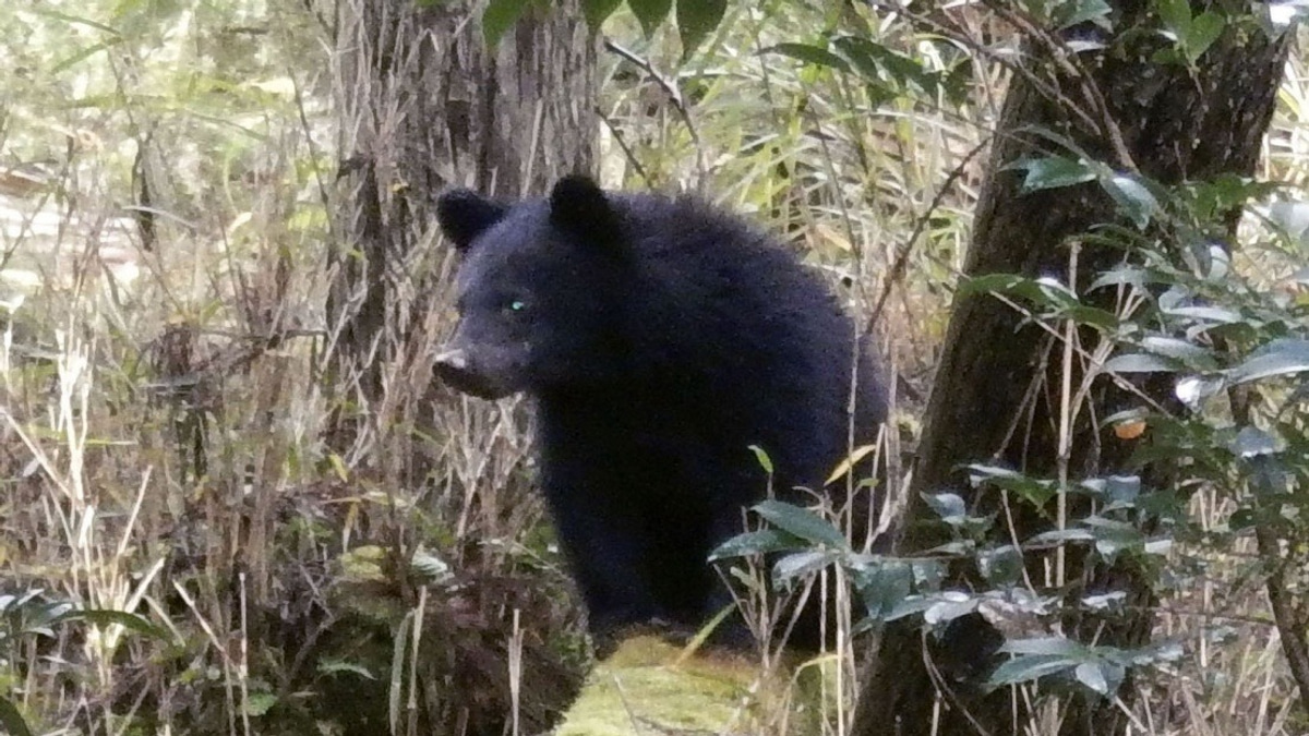 Japan's Bear Crisis Overwhelms Local Officials With Abusive Complaints