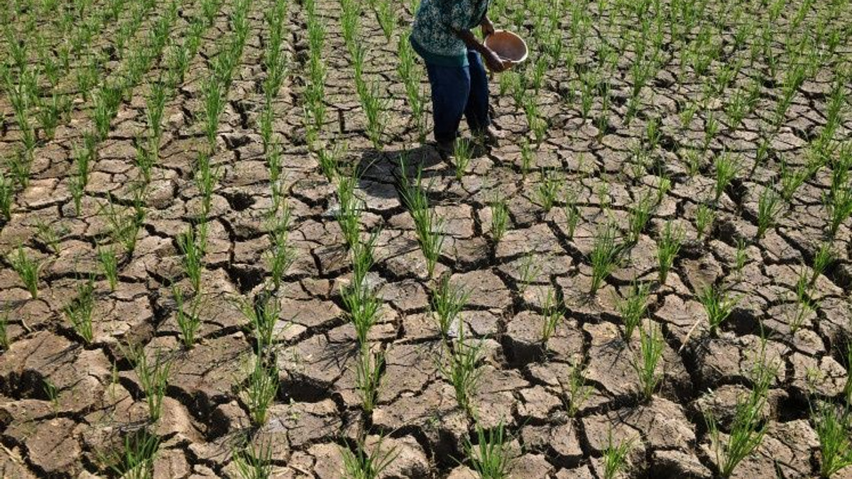 Indonesia's Widening Drought Crisis Tests Water Security and Food Production