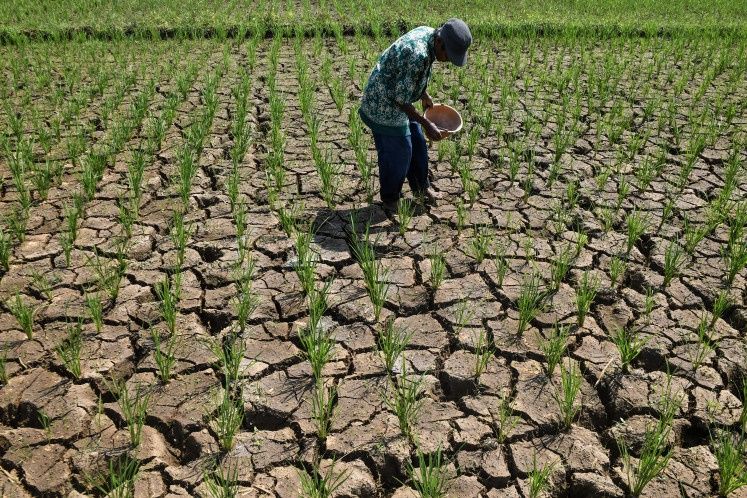 Indonesia's Widening Drought Crisis Tests Water Security and Food Production