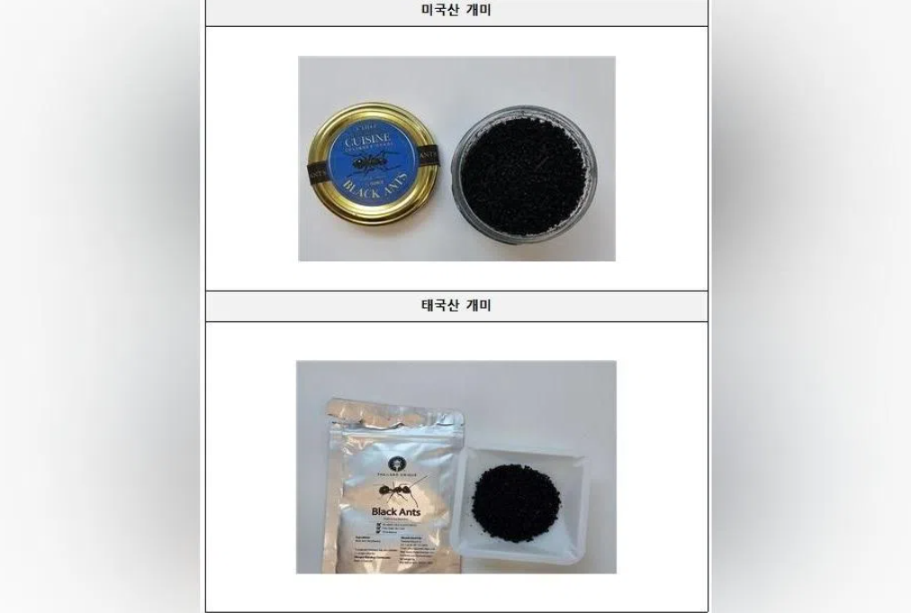 South Korean Michelin Chef Faces Prison for Serving Unapproved Black Ants on Dessert