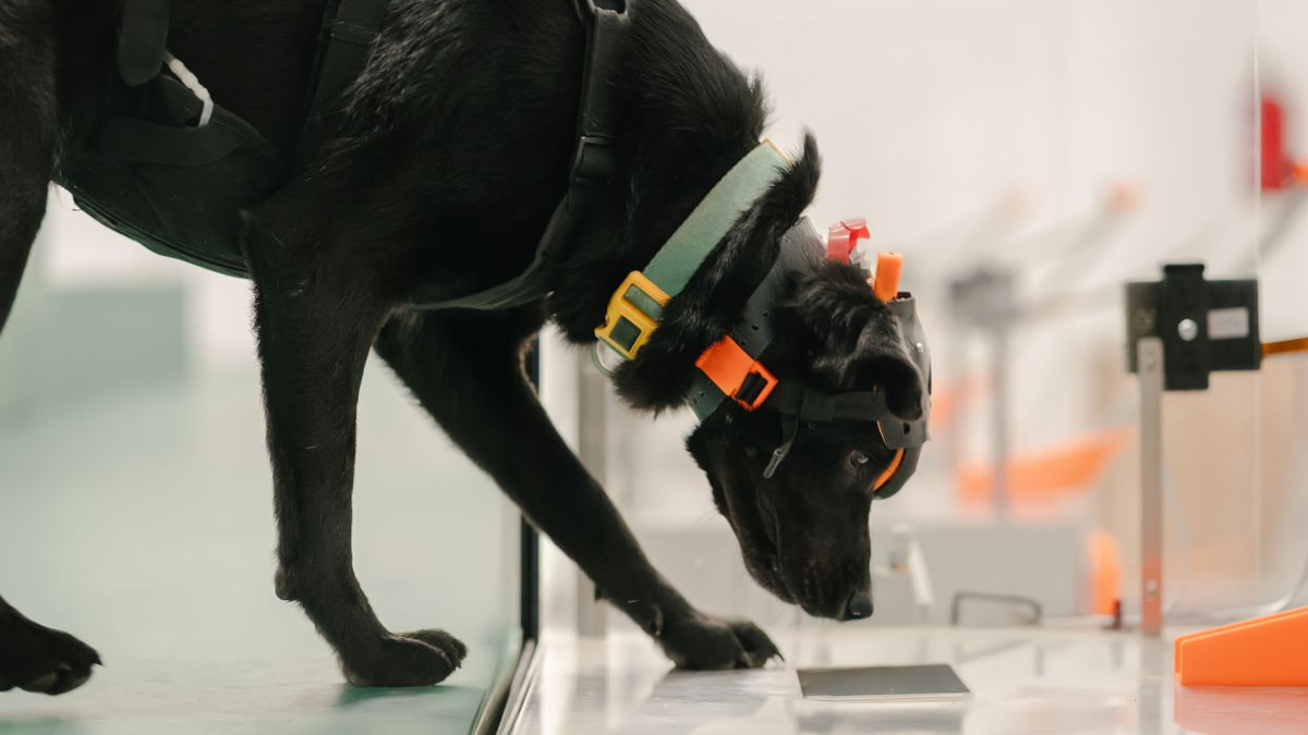Cancer-Detection Dogs and AI: India's Startup Bet on Early Screening Innovation