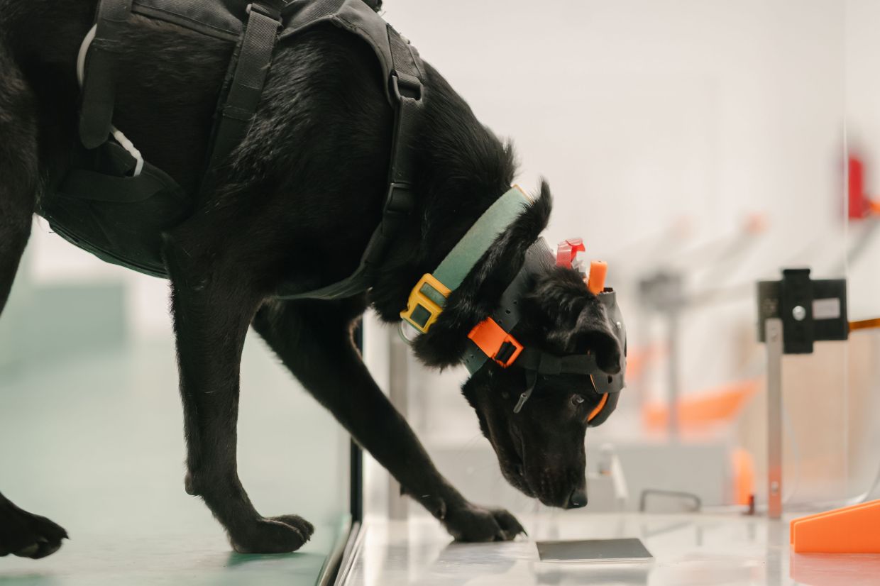 Cancer-Detection Dogs and AI: India's Startup Bet on Early Screening Innovation
