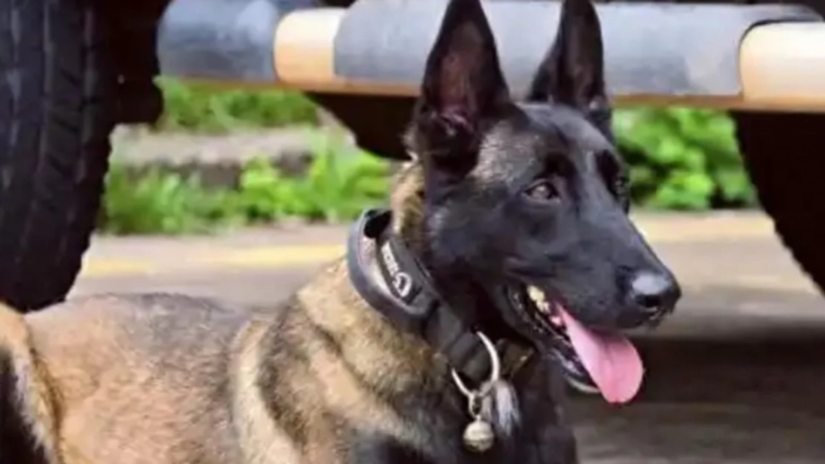 Chinese Police Dog's Six-Month Wait for Injured Handler Stirs Millions Online