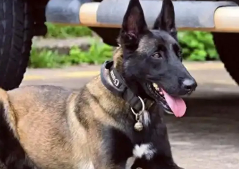 Chinese Police Dog's Six-Month Wait for Injured Handler Stirs Millions Online
