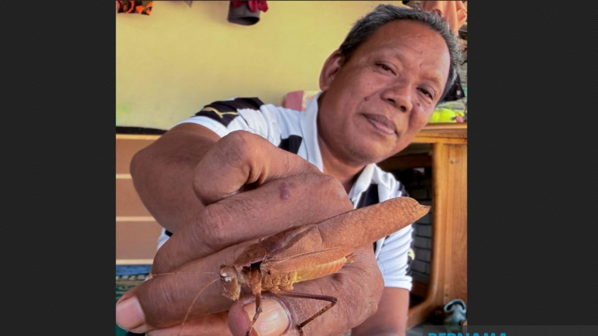 Kelantan Youth Rediscover Traditional Cricket Fighting, Shunning Modern Gadgets