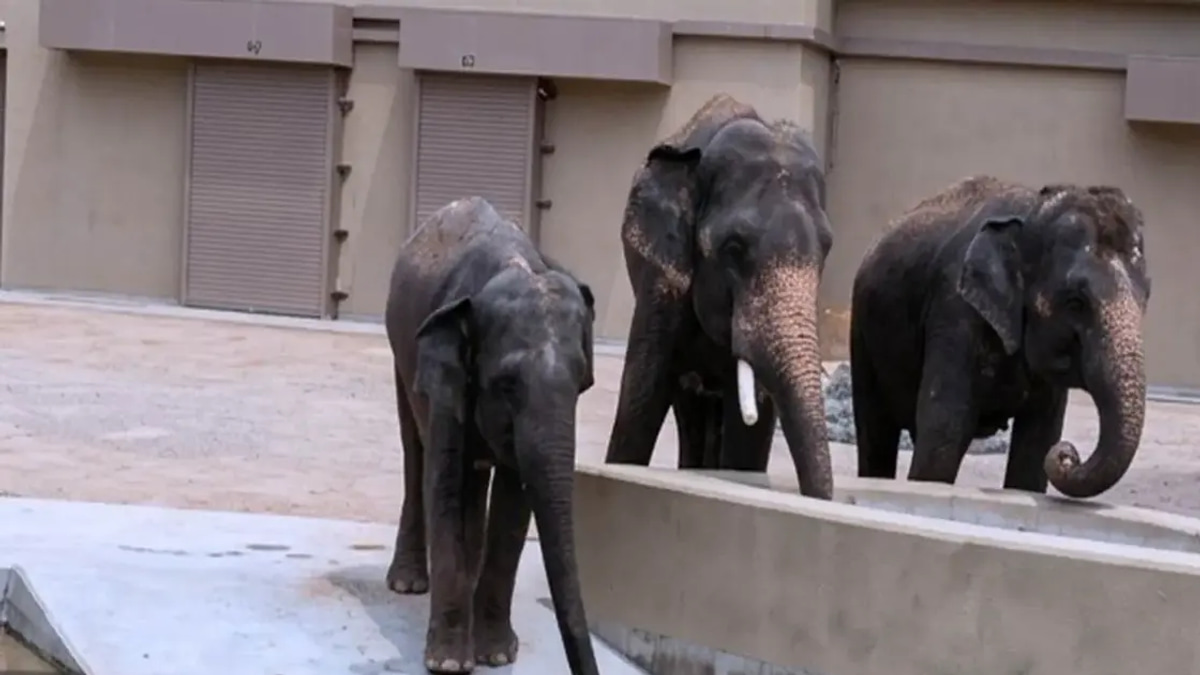 NGO alleges RM50 million diverted in controversial elephant transfer deal to Japan