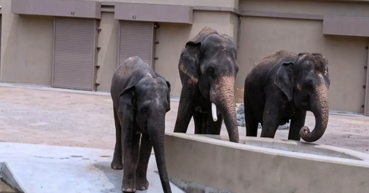 NGO alleges RM50 million diverted in controversial elephant transfer deal to Japan