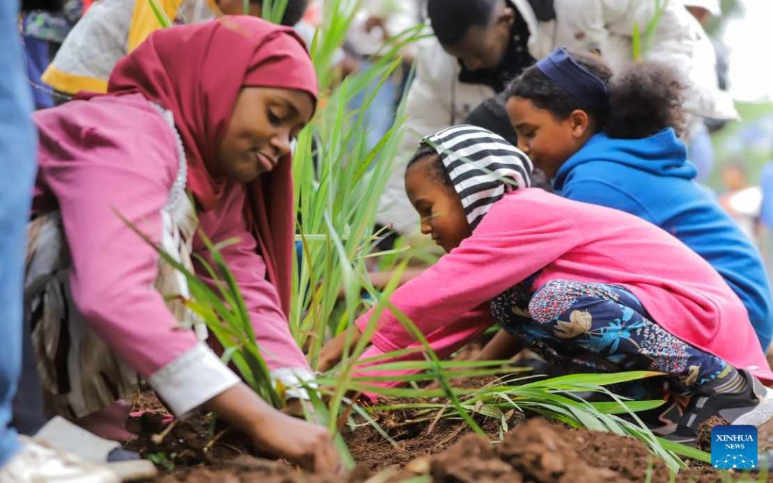 Ethiopia's Ambitious Green Legacy: 800 Million Trees Planted in Record Single-Day Drive