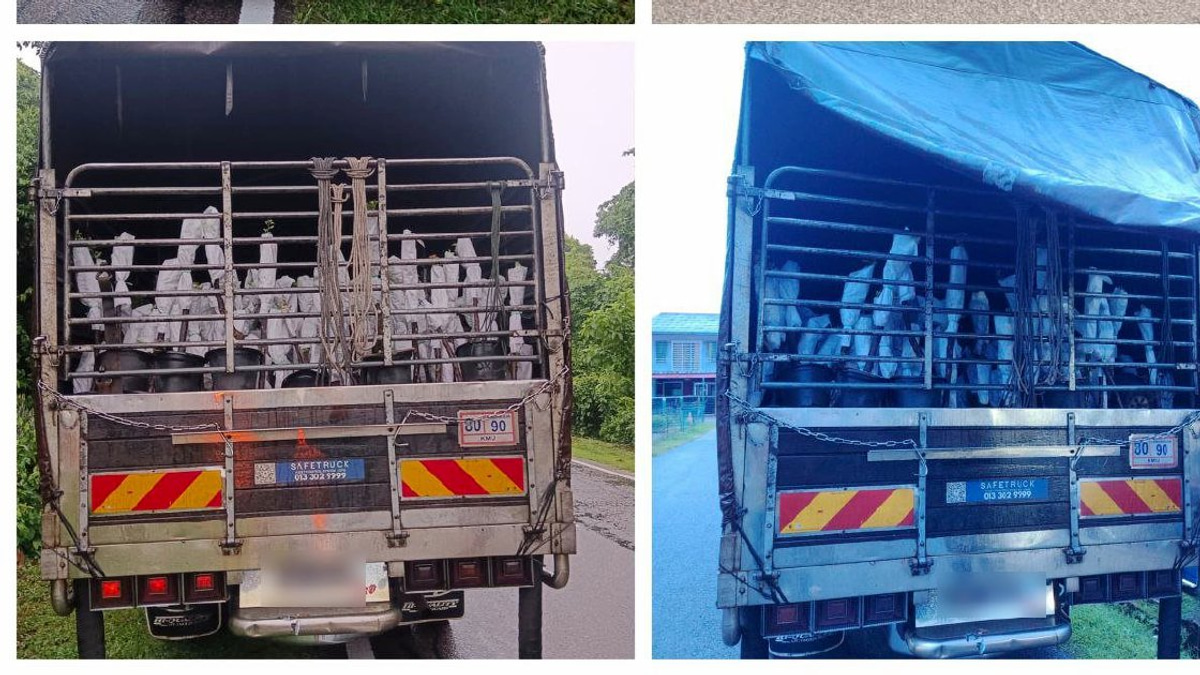 Lorry driver and attendant detained with RM85,000 in smuggled plant saplings from Thailand