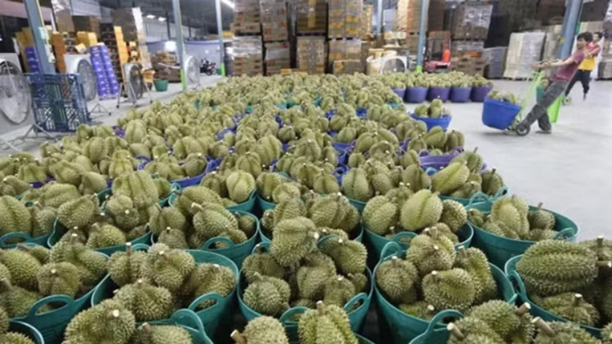 Vietnam's Durian Trade Scandal Deepens as Deputy Agriculture Minister Detained