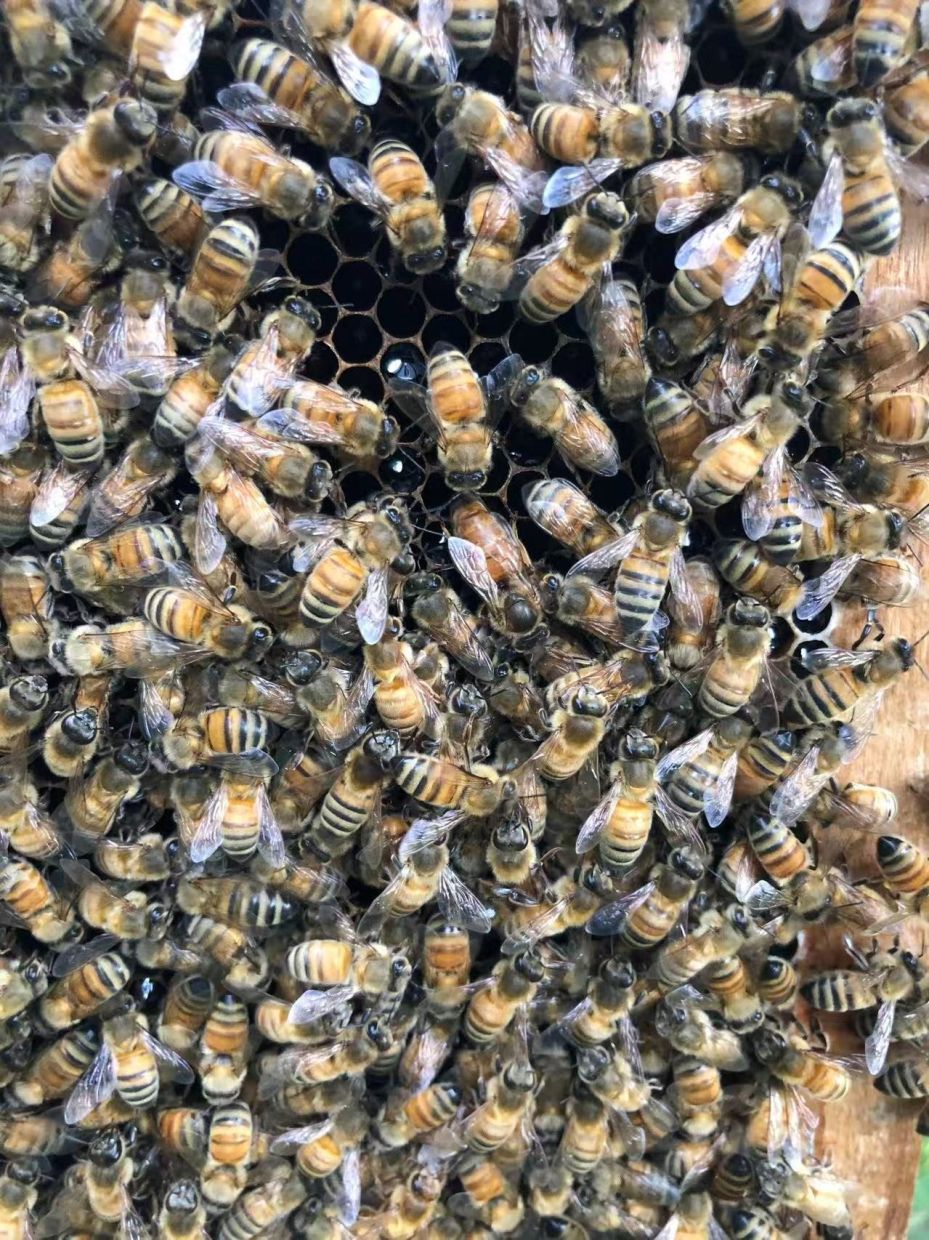 The Royal Chamber: How Honeybees Engineer a Queen Through Architecture and Chemistry