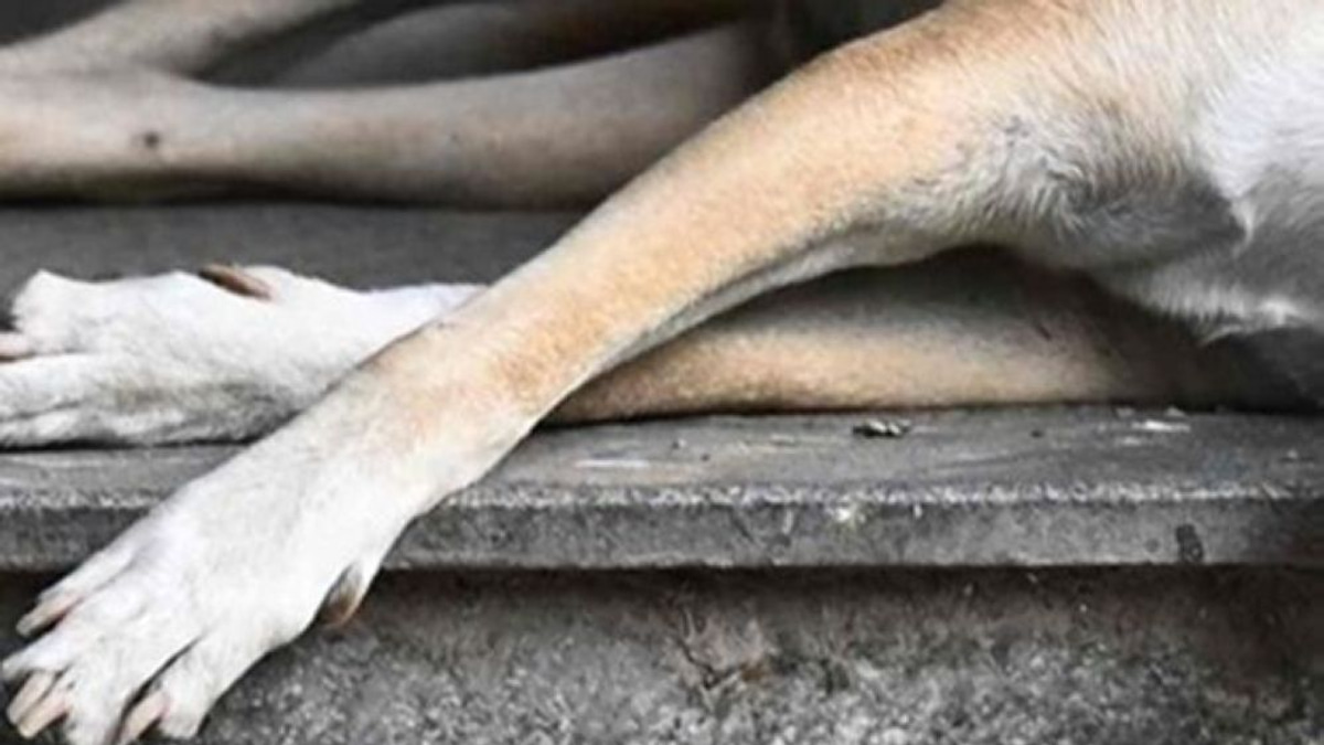 Klang Council Officers Summoned Over Stray Dog Death During Capture Operation