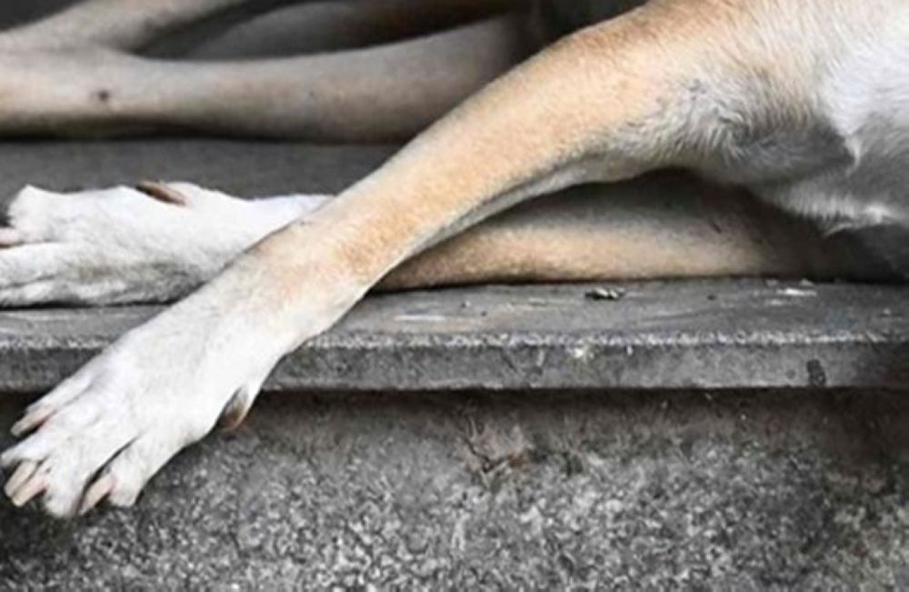 Klang Council Officers Summoned Over Stray Dog Death During Capture Operation