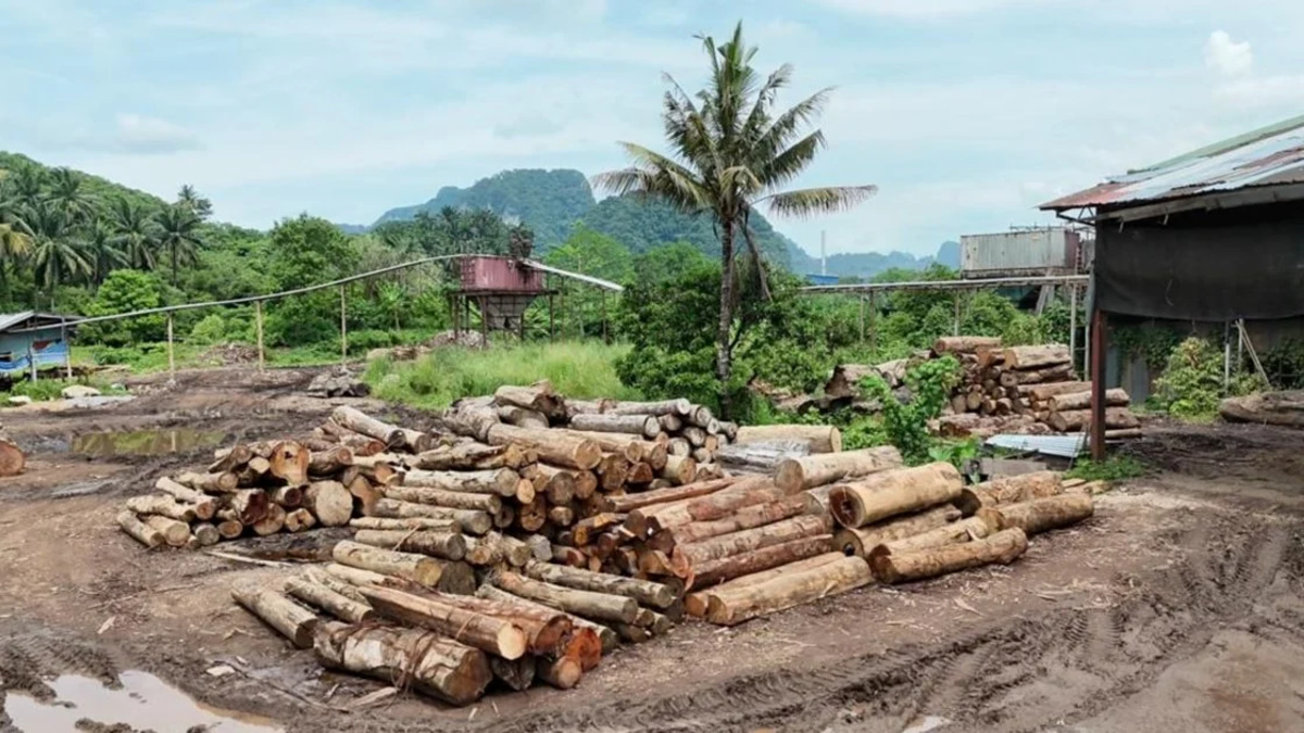 Eleven detained as authorities crack down on illegal timber operations across east coast
